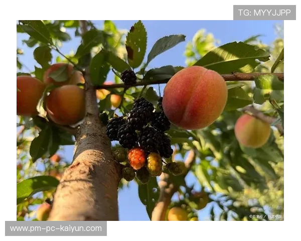 果园采摘运动会，结合采摘乐趣的休闲运动，果园采摘宣传文案